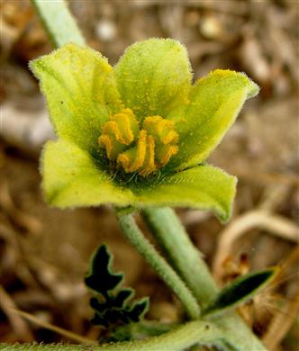  Male Flower